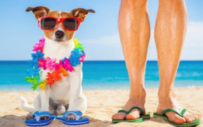 How to Survive the Dog Days of Summer